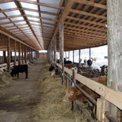 Мясные животноводческие фермы открылись накануне Нового года в Дзержинском и Перемышльском районах
