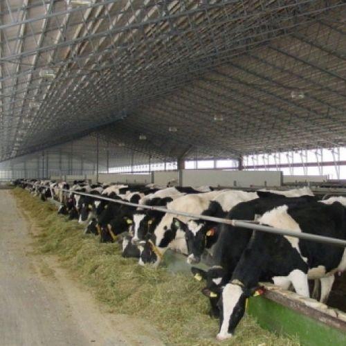 В Медынском районе введена в строй животноводческая ферма по откорму мясного скота