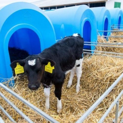 One of the Largest Russian Robotic Milking Farm Commissioned in Kaluga Region