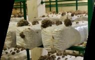 В Калужской области открыли грибоводческий комплекс