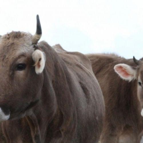 Семейные животноводческие фермы открылись в Козельском районе