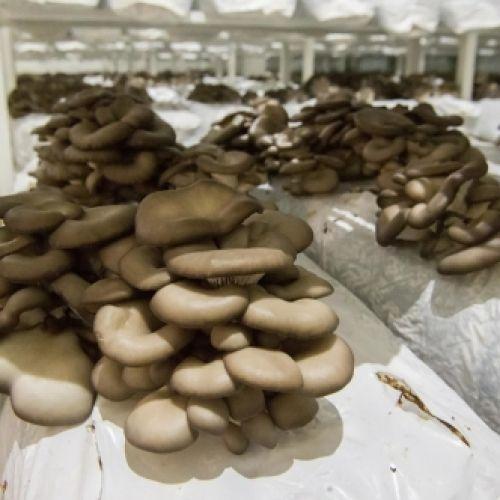 Открыта грибоводческая ферма в Калужской области: вешенки под контролем гаджетов